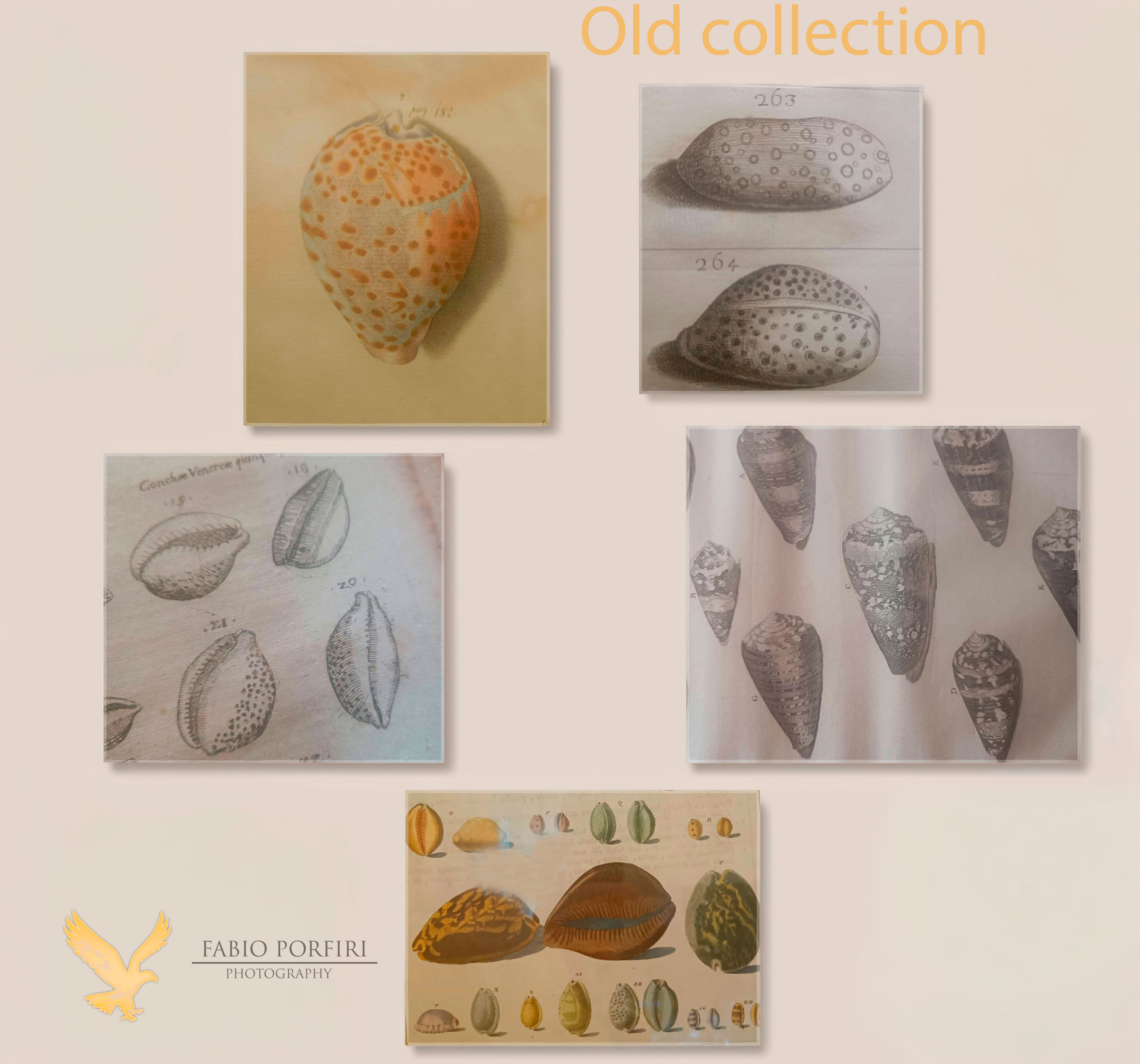 Old collection /Wildlife photography on the road